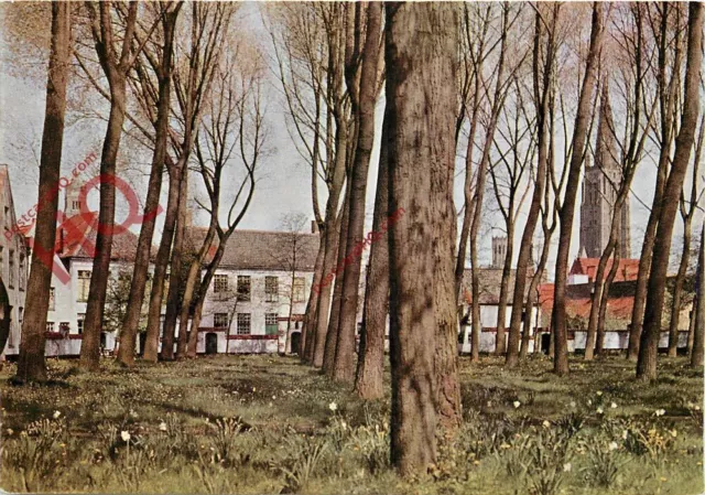 Picture Postcard_ Bruges, Beguinage, Begijnhof