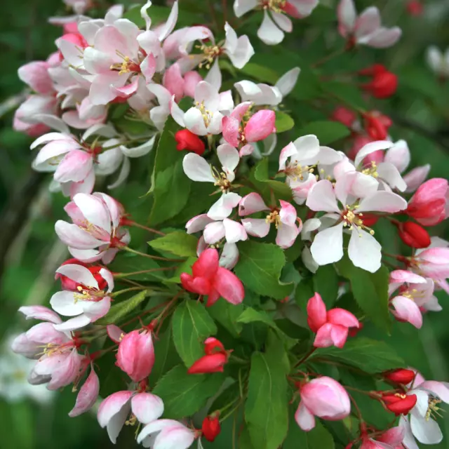 Malus floribunda | Japanese Flowering Crab Apple Tree | Ornamental Tree | 5-6ft 2