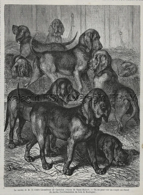 Dog Bloodhounds at Zoo in Paris, St. Hubert Hounds, Large 1870s Antique Print