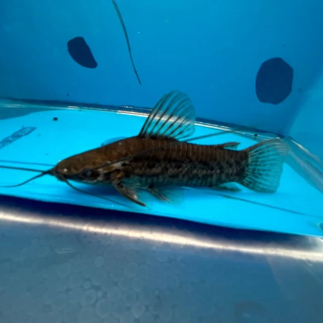 Spotted Hoplo catfish 2.5" in length