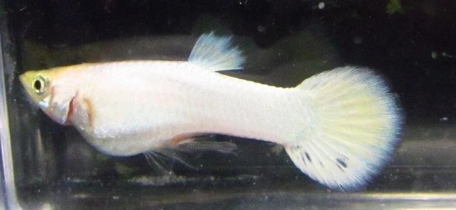 6 Platinum White Male Guppies Guppy Live Freshwater Aquarium Fish