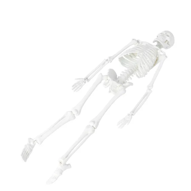 Statue Des Menschlichen Skeletts Anatomisches Studienmodell