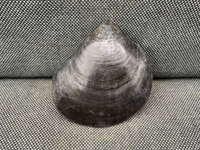 Rare Fossil Bivalve Plagiostoma Species, Penarth, Wales