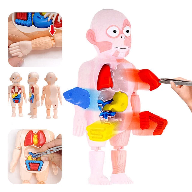 3D PUZZLE HUMAN Body Anatomy Model Learning Organ Assembled Toy Body