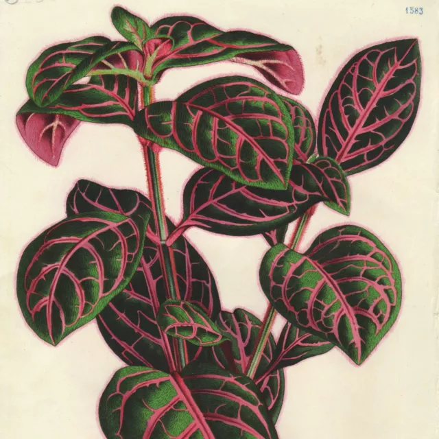 Rare 1845–1888 Van Houtte Botanical Print: ERANTHEMUM SANGUINOLENTUM