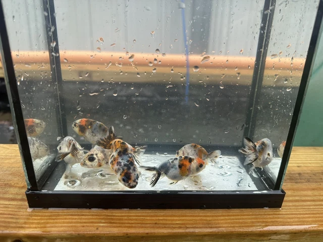 Goldfish Ranchu 2.5-3 in 3 Count