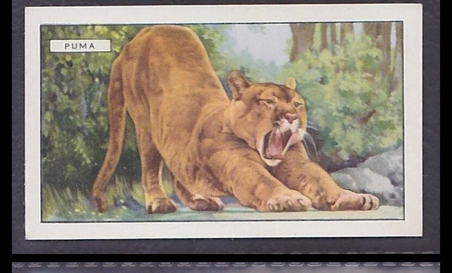 PUMA - 80 + year old English Tobacco Card # 27