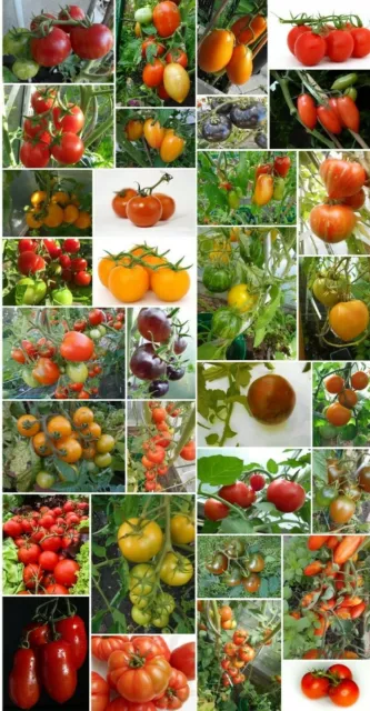 35 unterschiedliche Tomaten- Alte Sorten -zum aussuchen -Samen:  je 15 -20 Korn