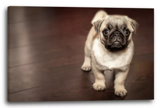 Canvas/Frames Cute little pug looks into the camera animal motifs dogs