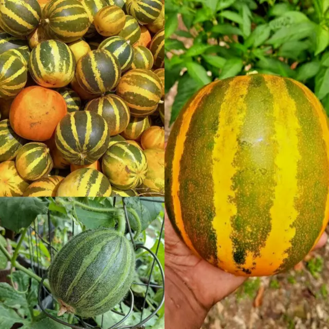 Ceylon COOKING MELON SEEDS /KEKIRI DOSAKAYA Melon Best Cucumber Free Shipping