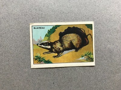 Chromo Grande Image Ecole Bon Point 1920-1930 Animaux sauvages La Panthère 