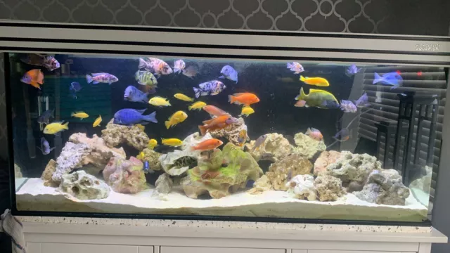 Malawi Cichlids Assorted Haps & Peacocks 6-8 Cm X 10 Special Listing 2