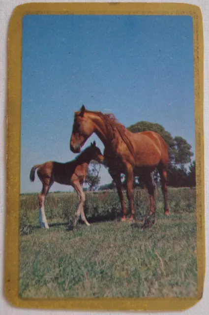 Horses Series Classic Vintage Blank Back Playing Swap Trade Collector Card