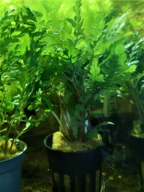 Hygrophila Pinnatifida - Plante Aquarium - Plante Aquatique