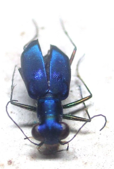 L004 SA : Cicindelidae: Cylindera eoa female 7mm***************************
