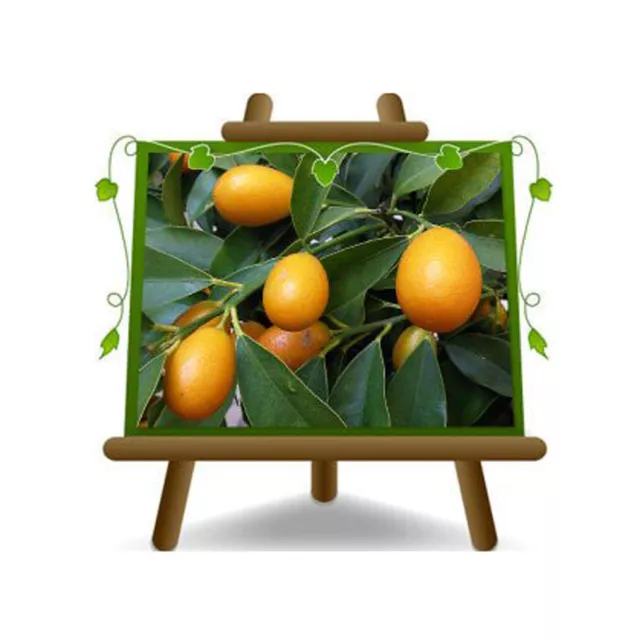 Agrumes Kumquat Fortunella Margarita Arbres Fruit Hauteur: 60 ~80 CM Vase : 22