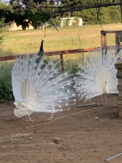 4 peacock Hatching Eggs Multiple Colors￼