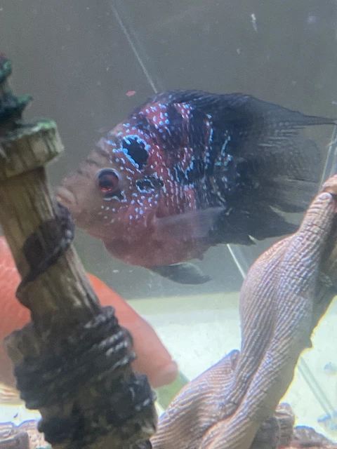 FLOWERHORN CICHLID 1” Bonsai Flowerhorn F Mixed With Regular Texas Cichlid M 12
