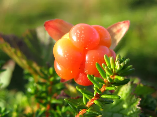 Moltebeere - Cloudberry - Rubus chamaemorus 10+ Samen - Graines G 004