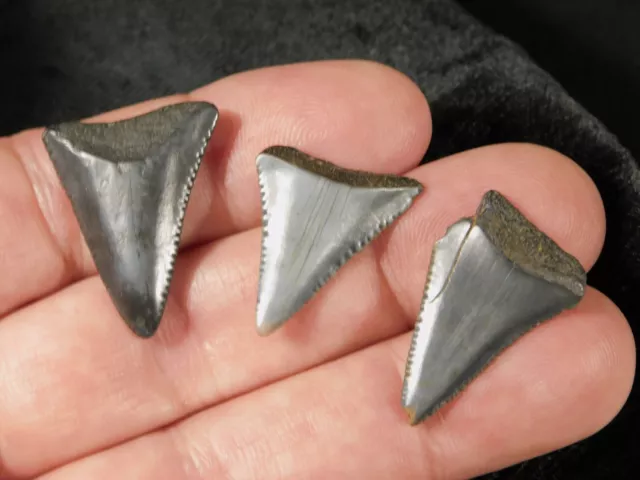 Lot of THREE! Small ANCESTRAL Great WHITE Shark Tooth Fossils 5.1gr