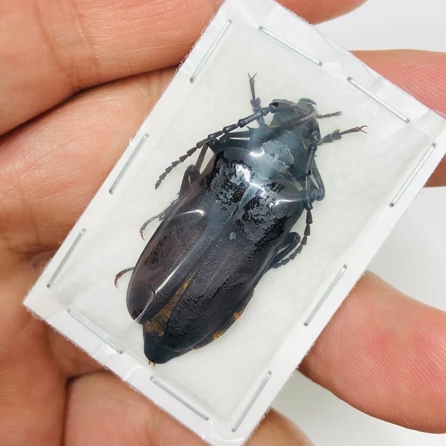 Cerambycidae sp 38mm from Weixi Yunnan 7763