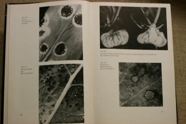 Fachbuch Pflanzenschutz Zierpflanzen Krankheitsbilder Schädlinge Landwirt 1962