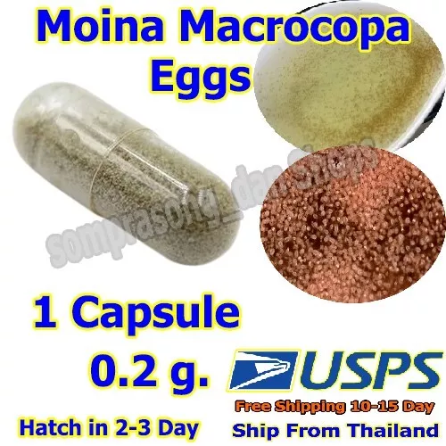 P1 Moina Macrocopa Eggs High Protein Food For Betta Killifish Guppy Fish 1 Pc.