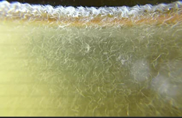 VINEGAR EELS  LIVE STARTER CULTURE Food For Betta Guppy Guppies Baby Fish
