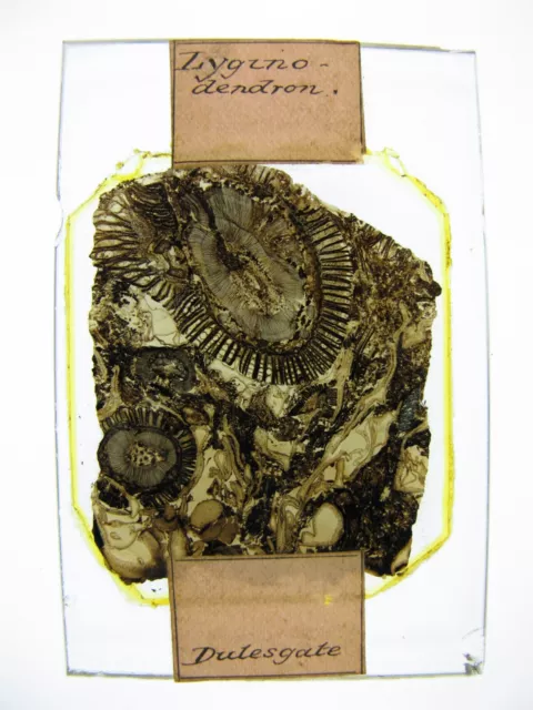 Oversized antique microscope slide. James Lomax. Fossils in Coal. Lyginodendron.