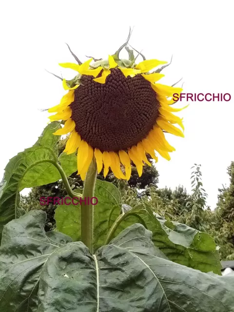 25 SEMI di GIRASOLE Gigante 4 VARIETA' - 🌻 🌻 GIANT Sunflower FLOWER seeds 🌻🌻 3