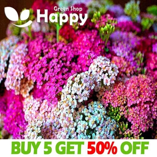 YARROW SUMMER PASTEL MIX - 1500 seeds - Achillea Millefolium - Perennial Flower