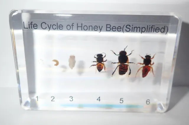 Honey Bee Apis mellifera Specimen Life Cycle Simplified Set Clear Education Aid