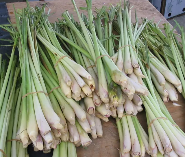 Zitronengras - Cymbopogon citratus - 40+ Samen DUFTIG und FEIN! F 067