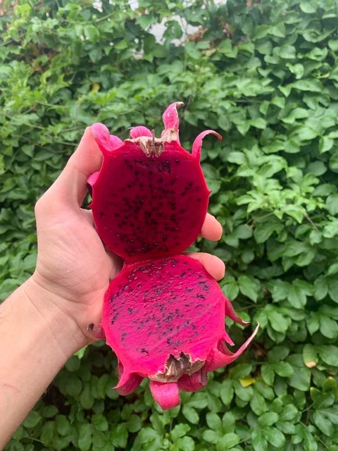 BOUTURES FRUIT DE dragon - Variété Tricia - Variété Rare - Fruit Très