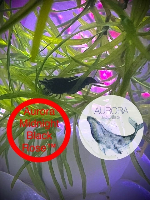 10+2 Aurora Midnight Black Rose™ Neocaridina Davidi Premium Freshwater Shrimp