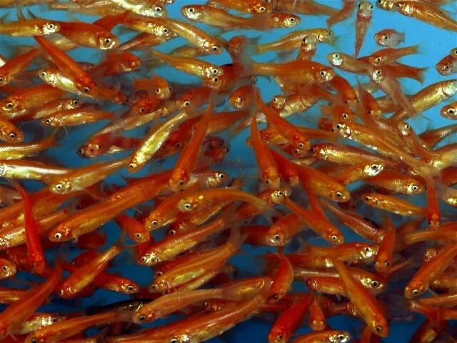 200+ Live Feeder Fish Pink Tuffies/Fathead Minnow (FREE 2-Day S) GUARANTEE ALIVE