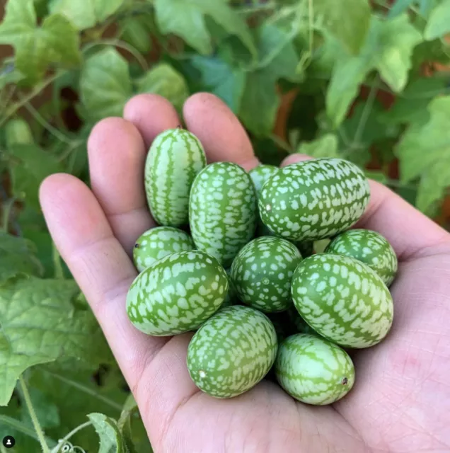 Semillas de pepino agrio mexicano - Melothria scabra - Melón de ratón