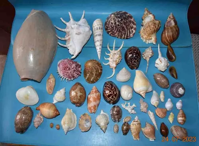 SEA SHELL  - LOT DECOUVERTE - COLLECTION DE 51 COQUILLAGES DE 15 A 225mm