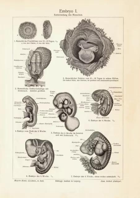 Embryo I. - II. historischer Druck Holzstich ca. 1903 antike Bildtafel Medizin