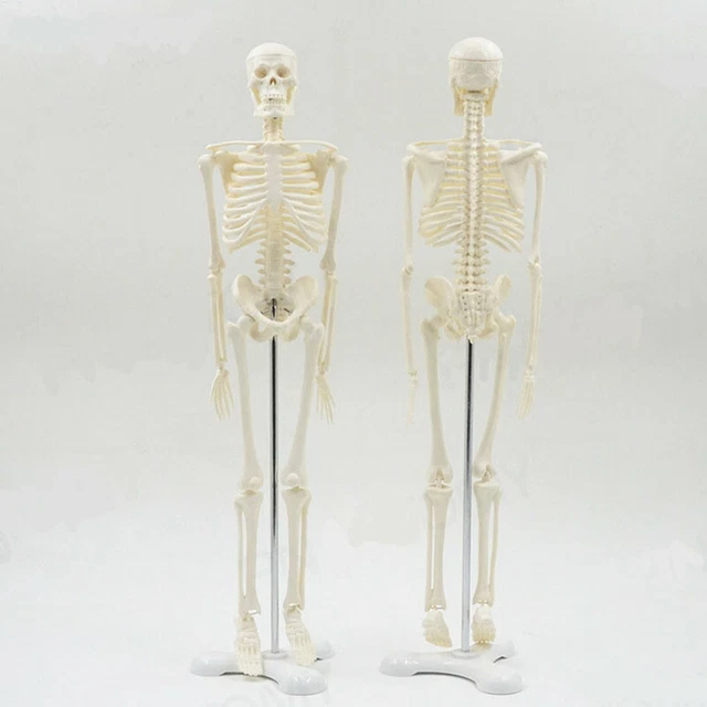 HUMAN ANATOMICAL SKELETON Model 45CM Medical Learn Anatomy Halloween