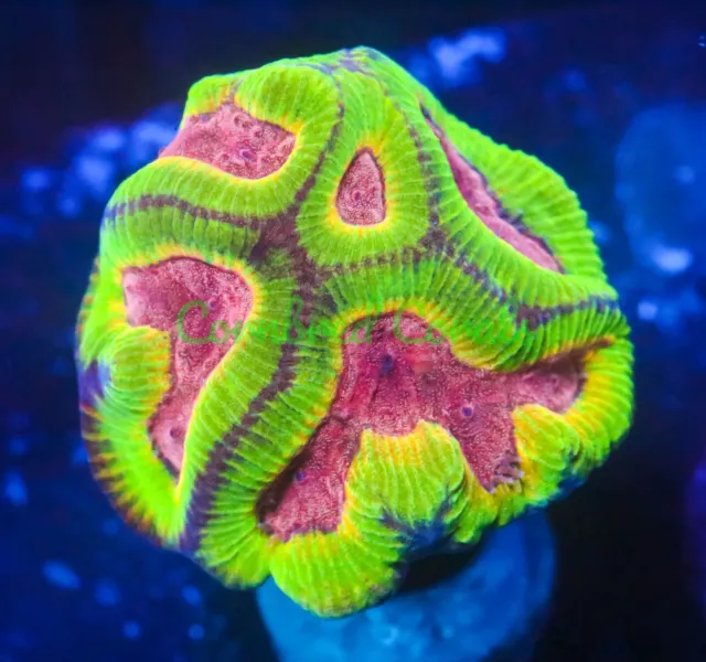 Cornbred's Bubble Yum Maze Brain - Frag - LIVE CORAL