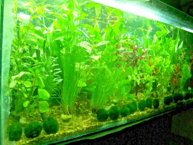 Lote Pack de 3 plantas acuaticas variadas para acuario. Envio GRATIS