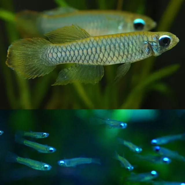 🔥 Normans Lampeye Killifish Peaceful Fresh Water Aquarium Live Fish