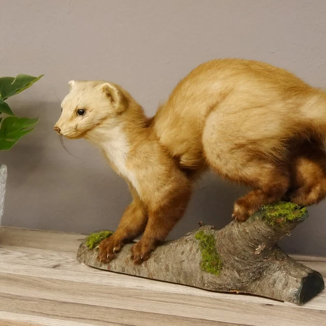Garduña Preparado Taxidermy en Rama para Animales Altura 40CM Decoración 3