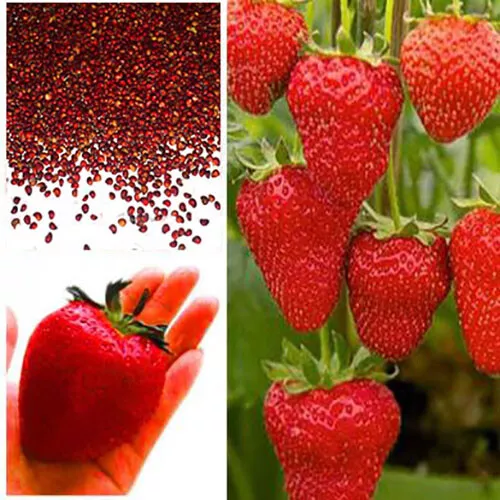 Giant Strawberry Seeds, Garden Fruit Plant, Sweet And Delicious - UK Stock 2