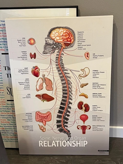 Large Lot 7 Chiropractic Office Posters from MyChiroPractice Parker Subluxation