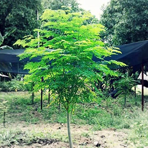 YEGAOL Garden 10Pcs Moringa Seeds Miracle Tree Seeds Horseradish Tree Seeds D...