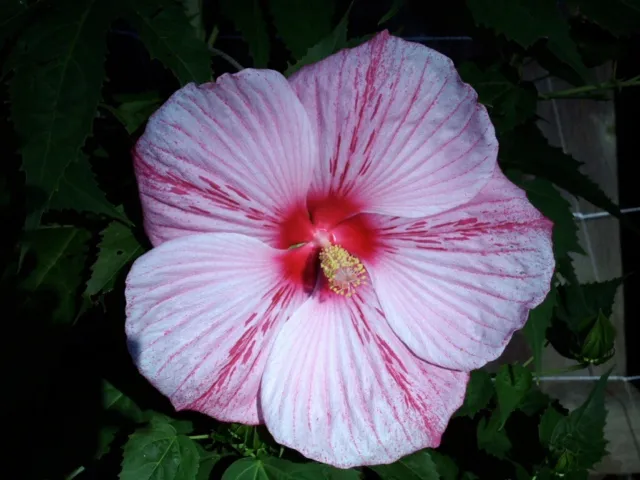 PEPPERMINT SCHNAPPS Hardy Hibiscus -- Plant in 4.5" pot