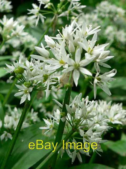 Photo 6x4 Wild Garlic (by the Goit, Kirkstall, Leeds) Upper Armley Wild g c2006