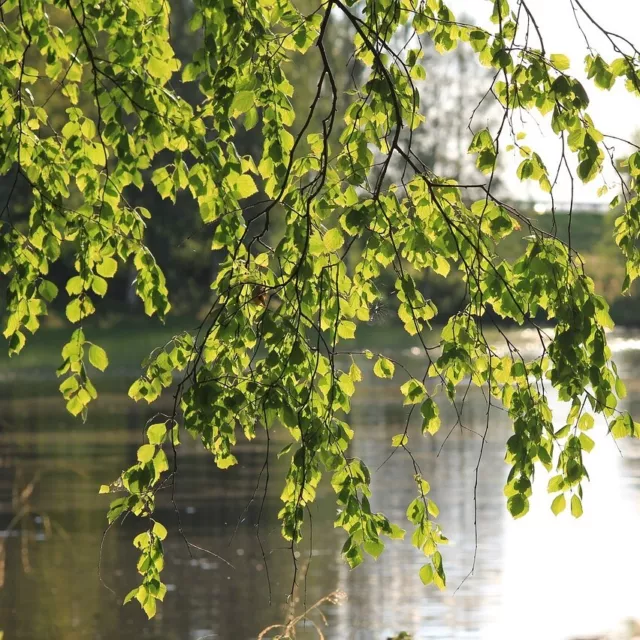 Hängebirke Sandbirke Betula pendula Birke Heister ca. 100-150 cm 5 Liter Topf